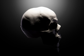 Front view of gypsum model of the human skull isolated on black background