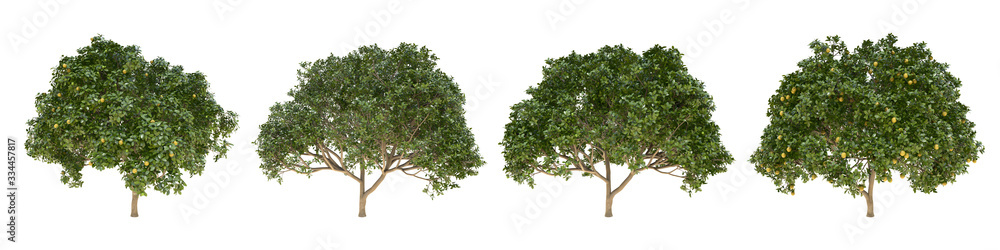Poster orange middle-size real trees isolated on alpha channel with clipping path. citrus × sinensis in all
