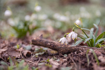 Beautiful blooming of White spring snowflake flowers in springtime. Snowflake also called Summer Snowflake or Loddon Lily or Leucojum vernum on a beautiful background of similar flowers in the forest