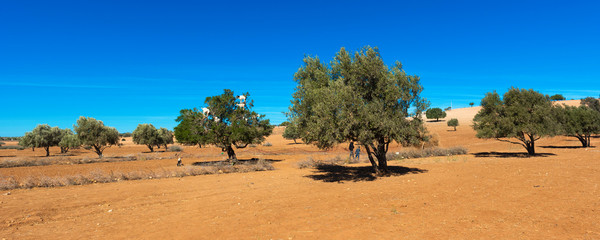 Goats climbed a tree and eat argan leaves, Essaouira, Morocco. Copy space for text.