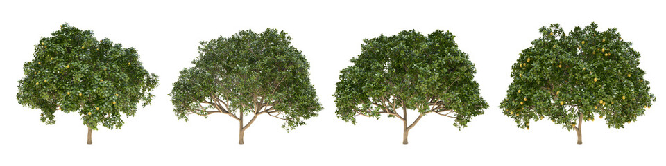 Fototapeta na wymiar Orange middle-size real trees isolated on alpha channel with clipping path. Citrus × Sinensis in all seasons.3d rendering for digital composition.