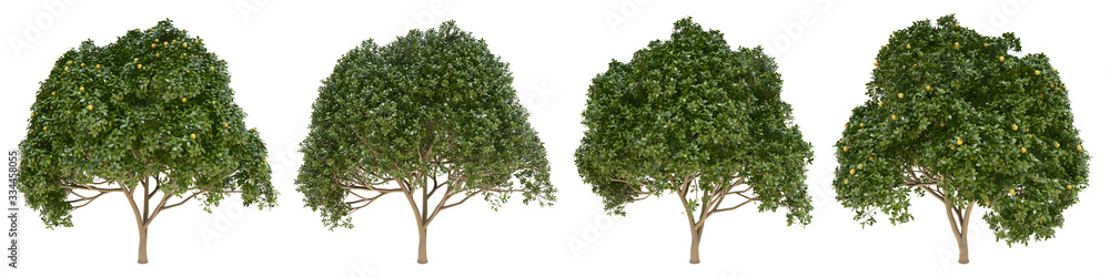Fototapete orange full-size real trees isolated on alpha channel with clipping path. citrus × sinensis in all s