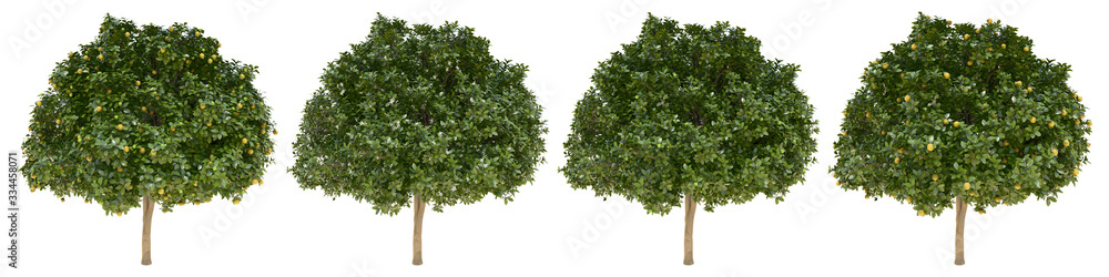 Poster orange full-size real trees isolated on alpha channel with clipping path. citrus × sinensis in all s