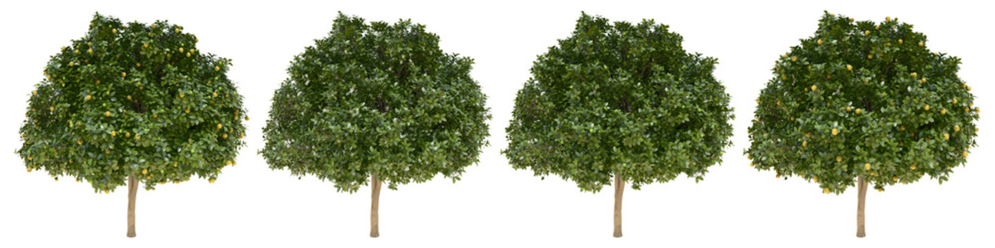 Orange full-size real trees isolated on alpha channel with clipping path. Citrus × Sinensis in all seasons.3d rendering for digital composition. © photchara