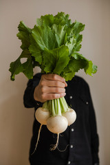 Organic fresh harvested vegetables. Man's hands holding fresh turnip in front of him, closeup