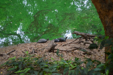 Crocodiles or true crocodiles are large semiaquatic reptiles that live throughout the tropics in Africa, Asia, the Americas and Australia.