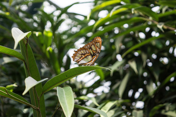 macro papillon de profil