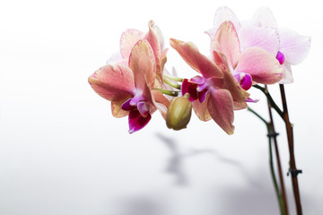 Naklejka na ściany i meble pink orchid isolated on white background