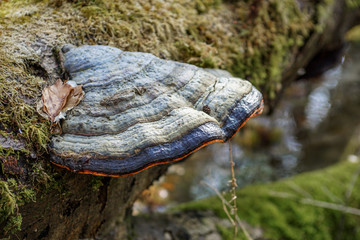 Close up of a colourful blue tinder fungus - obrazy, fototapety, plakaty