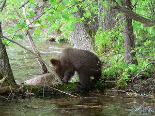 Young cub of brown bear (Ursus arctos) posing and playing in flower forest in spring