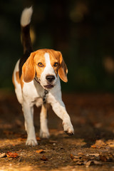 Beagle Dog portrait in forest. Dog runs towards the camera
