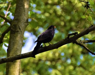 Black bird on tree branch detail