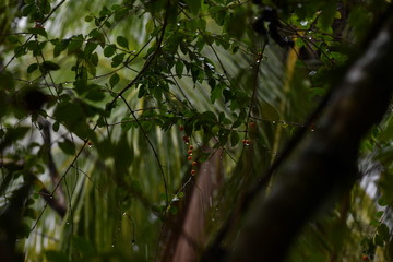 branch with fruits in tropical rain on a dark background