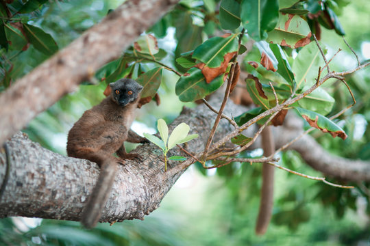 Maki de mayotte 7