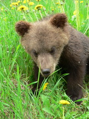 Fototapeta premium Young cub of brown bear (Ursus arctos) posing and playing in flower forest in spring