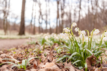 Beautiful blooming of White spring snowflake flowers in springtime. Snowflake also called Summer Snowflake or Loddon Lily or Leucojum vernum on a beautiful background of similar flowers in the forest