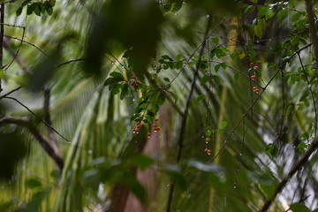 branch with fruits in tropical rain on a dark background