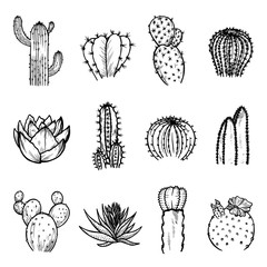 Cactus succulent plant, line art design to decorate window sill