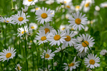 Leucanthemum vulgare meadows wild oxeye daisy flowers with white petals and yellow center in bloom, flowering beautiful plants