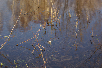 frog in the pond