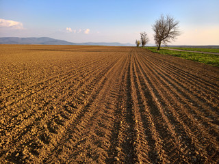 Plowed field in the field with a tree and sky