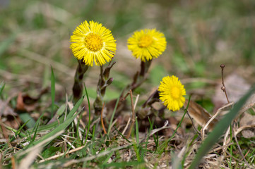 Tussilago farfara medicinal ground flowering herb, group of yellow healthy flowers on stems in sunlight in bloom - obrazy, fototapety, plakaty