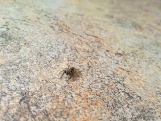 Spider on a table