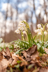 Beautiful blooming of White spring snowflake flowers in springtime. Snowflake also called Summer Snowflake or Loddon Lily or Leucojum vernum on a beautiful background of similar flowers in the forest