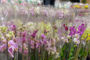 a lot of bouquets of Orchid flowers in packaging on the market, the concept of gifts for women's day and mother's day