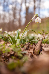 Beautiful blooming of White spring snowflake flowers in springtime. Snowflake also called Summer Snowflake or Loddon Lily or Leucojum vernum on a beautiful background of similar flowers in the forest