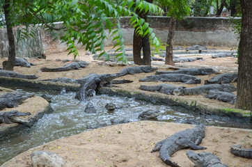 Crocodiles or true crocodiles are large semiaquatic reptiles that live throughout the tropics in Africa, Asia, the Americas and Australia.