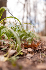 Beautiful blooming of White spring snowflake flowers in springtime. Snowflake also called Summer Snowflake or Loddon Lily or Leucojum vernum on a beautiful background of similar flowers in the forest