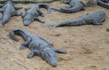 Crocodiles or true crocodiles are large semiaquatic reptiles that live throughout the tropics in Africa, Asia, the Americas and Australia.