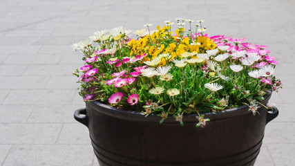 Colorful little flowers blossom in flowerpot