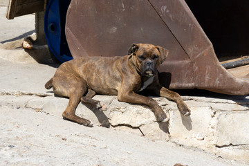 boxer dog taking a sunbath