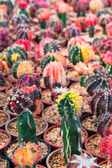 Varies of small colorful cactus grow on cultivation bowl in green house