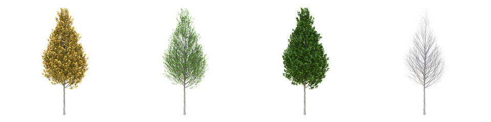 Pyramidal European hornbeam young grown real trees isolated on alpha channel with clipping path. Carpinus betulus in all seasons.3d rendering for digital composition.