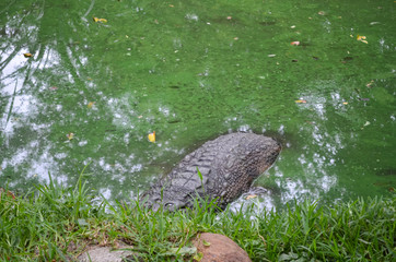 Crocodiles or true crocodiles are large semiaquatic reptiles that live throughout the tropics in Africa, Asia, the Americas and Australia.