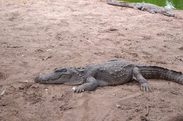 Crocodiles or true crocodiles are large semiaquatic reptiles that live throughout the tropics in...