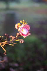 pink flower in the garden