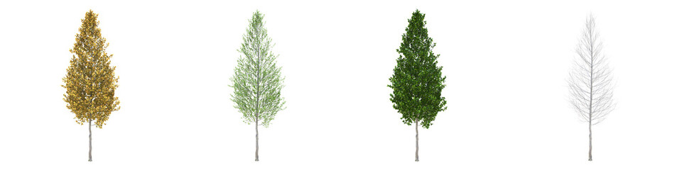 Pyramidal European hornbeam middle-size real trees isolated on alpha channel with clipping path. Carpinus betulus in all seasons.3d rendering for digital composition.