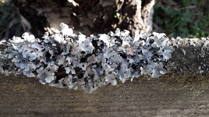 Flechte auf einem alten Holz