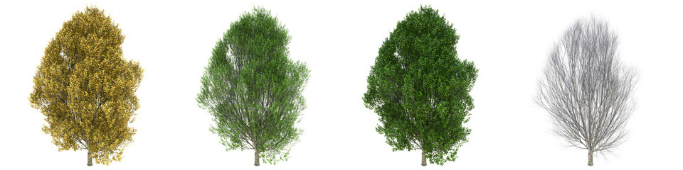 Pyramidal European hornbeam full-size real trees isolated on alpha channel with clipping path. Carpinus betulus in all seasons.3d rendering for digital composition.