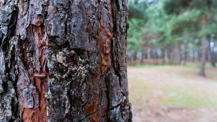 a pine bark close up