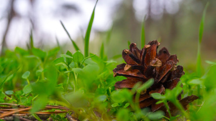 a pine cone close up