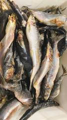 Frozen fish at the store counter. Many fish to choose from
