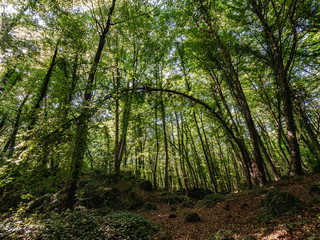 Naklejka premium La Fageda d'en Jordà, la Garrotxa