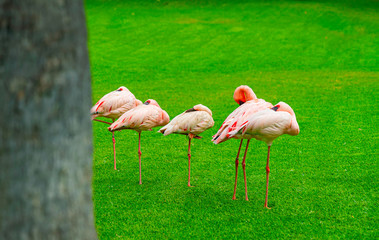 Closeup of beautiful flamingos group sleeping on the grass in the park. Vibrant birds on a green lawn on a sunny summer day. Flamingo resting standing on one leg.