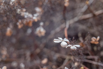 Macro of single brown dead hydrangea hortensia flower during autumn. Backlighting on petals. Soft focus and bokeh in the brown background.