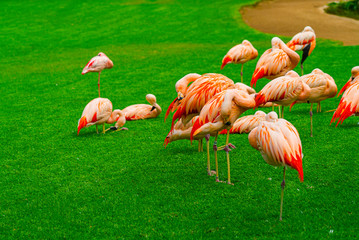 Closeup of beautiful flamingos group on the grass in the park. Vibrant birds on a green lawn on a sunny summer day. Flamingo clean their feathers.